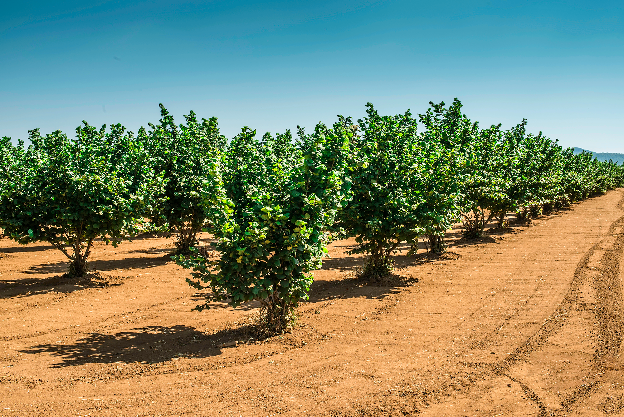 Cenere di Nocciolo: Un Tesoro del Camino