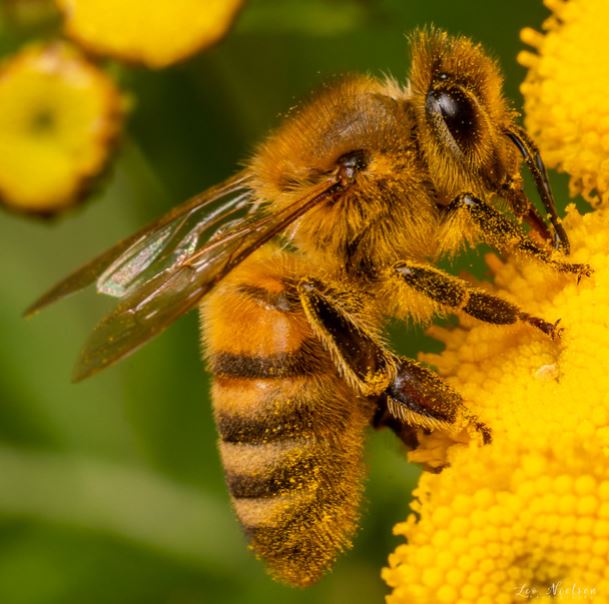 Apis mellifera - Ape Domestica