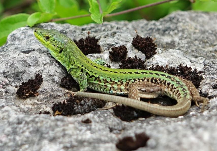 Podarcis sicula - Lucertola Campestre