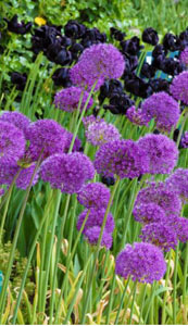 Allium hollandicum 'Purple Sensation'