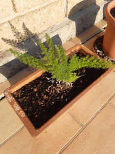 Asparagus densiflorus