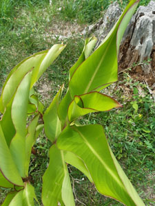 Canna indica - Dettaglio foglie arrotolate
