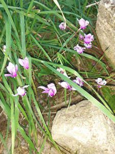 Cyclamen hederifolium