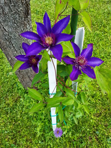 Clematis viticella fiori - Fiore viola