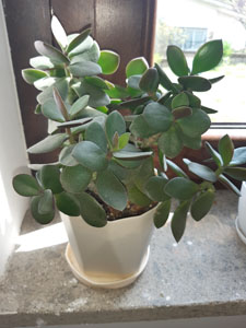 Crassula ovata