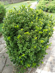 Euonymus japonicus 'Microphyllus'