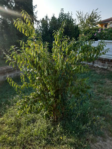 Forsythia viridissima