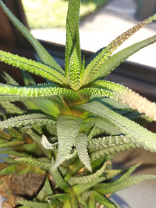 Haworthia attenuata - Dettaglio dei tubercoli bianchi su foglie verdi