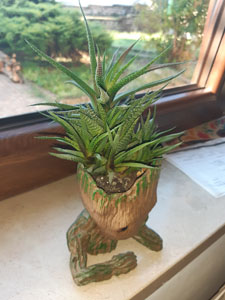 Haworthia attenuata - Rosetta compatta con caratteristiche bande bianche