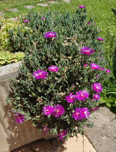 Lampranthus spectabilis - fioritura