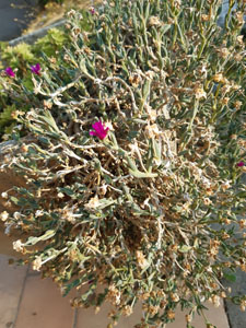 Lampranthus spectabilis - pianta