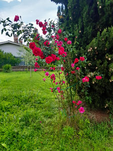 Rosa sarmentosa - Fioritura abbondante con supporto