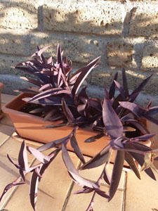 Tradescantia pallida - Portamento generale della pianta