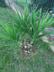 Yucca aloifolia - Portamento generale della pianta
