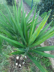 Yucca aloifolia